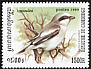 Great Grey Shrike Lanius excubitor