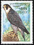 Peregrine Falcon Falco peregrinus