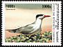 Caspian Tern Hydroprogne caspia  2000 Seabirds 