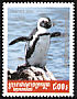 African Penguin Spheniscus demersus