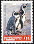 Humboldt Penguin Spheniscus humboldti