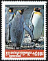 King Penguin Aptenodytes patagonicus