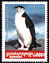 Chinstrap Penguin Pygoscelis antarcticus