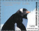 Gentoo Penguin Pygoscelis papua