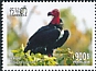 Red-headed Vulture Sarcogyps calvus  2018 Birds of Cambodia 