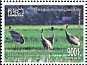 Sarus Crane Antigone antigone  2019 Tonle Sap 7v set