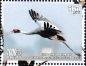 Sarus Crane Antigone antigone