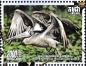 Spot-billed Pelican Pelecanus philippensis