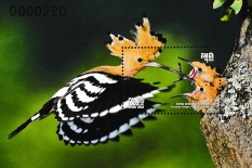 Click for enlargement