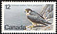 Peregrine Falcon Falco peregrinus