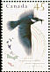 Belted Kingfisher Megaceryle alcyon