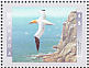 Northern Gannet Morus bassanus