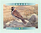 Lapland Longspur Calcarius lapponicus  2001 Birds of Canada Booklet, sa