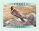 Lapland Longspur Calcarius lapponicus