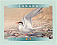 Arctic Tern Sterna paradisaea  2001 Birds of Canada Booklet, sa