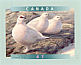 Rock Ptarmigan Lagopus muta