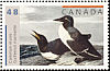 Common Murre Uria aalge  2003 Audubon 