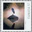 Great Blue Heron Ardea herodias  2010 Wildlife photography contest 5v sheet