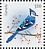 Blue Jay Cyanocitta cristata  2022 Christmas Sheet