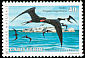 Magnificent Frigatebird Fregata magnificens