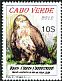 Cape Verde Buzzard Buteo bannermani