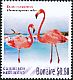 American Flamingo Phoenicopterus ruber  2016 Bonaire 4v set