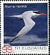 Royal Tern Thalasseus maximus  2017 Birds of St Eustatius 