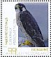 Peregrine Falcon Falco peregrinus