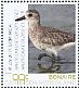 American Golden Plover Pluvialis dominica  2018 Birds of Bonaire Sheet