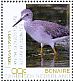 Lesser Yellowlegs Tringa flavipes  2018 Birds of Bonaire Sheet