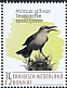 Tropical Mockingbird Mimus gilvus  2020 Birds (Bonaire) 