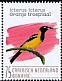 Venezuelan Troupial Icterus icterus  2020 Birds (Bonaire) 