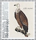 Griffon Vulture Gyps fulvus