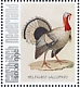 Wild Turkey Meleagris gallopavo  2021 Birds (Saba) 2021 Sheet