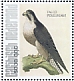 Peregrine Falcon Falco peregrinus