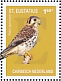 American Kestrel Falco sparverius