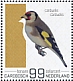 European Goldfinch Carduelis carduelis