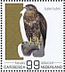 Common Buzzard Buteo buteo  2022 Birds (Bonaire) 2022 Sheet