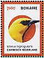 Yellow Oriole Icterus nigrogularis  2024 Birds of Bonaie Sheet