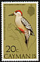 West Indian Woodpecker Melanerpes superciliaris