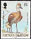 West Indian Whistling Duck Dendrocygna arborea  1994 Black-billed Whistling Duck 