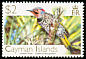 Northern Flicker Colaptes auratus  2006 Birds definitives 