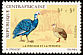 Helmeted Guineafowl Numida meleagris