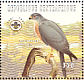 Shikra Accipiter badius