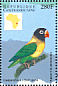 Yellow-collared Lovebird Agapornis personatus