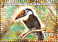 White-throated Toucan Ramphastos tucanus