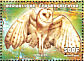 Western Barn Owl Tyto alba