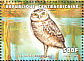 Burrowing Owl Athene cunicularia