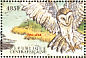 Western Barn Owl  Tyto alba