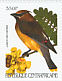 Cedar Waxwing Bombycilla cedrorum